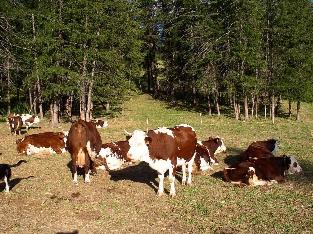 Agriturismo Barba Gust Cesana Torinese Zewnętrze zdjęcie